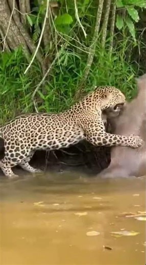 Unseen Amazon Violence – A Wild Fight Deep in the Jungle #wildlife #wildpredators #vidasalvaje