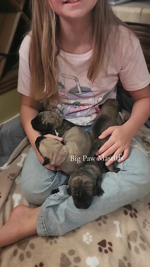 1 week old #englishmastiff #NC #bigpawmastiffs #mastiff | Big Paw Mastiffs