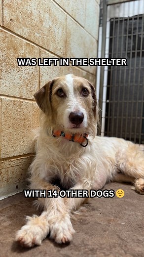 Rocky Kanaka on Instagram: "He Was Left In The Shelter With 14 Other Dogs 😳"