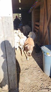 Release the sheep! Breeding season is now over, and so is our markets, we are able to put our sheep together, and let them graze the pastures again. | Belding Hill Farms