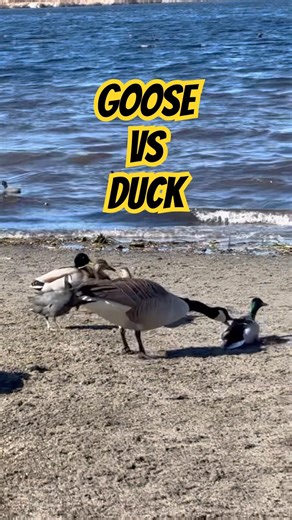 Goose VS Duck – Sudden Attack!