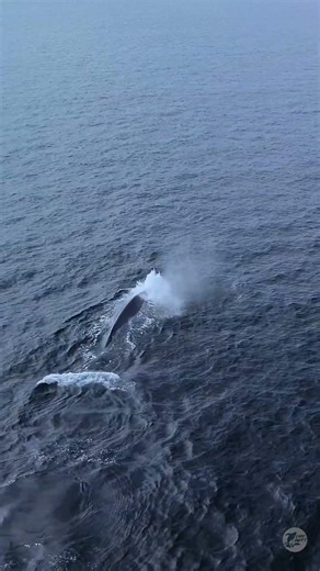 Watching nature from any angle is amazing, like a bird’s eye view of our recent blue whale visitor.