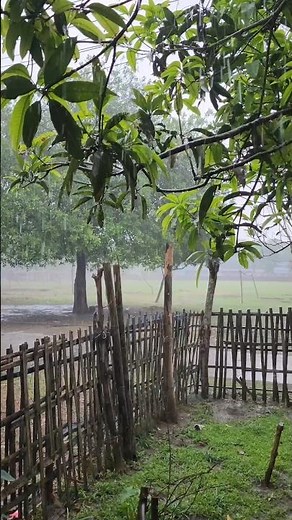 #rain🌧️ #nature🌿 #relaxing😌 #meditation🧘 #calm✨ #nature#yshorts