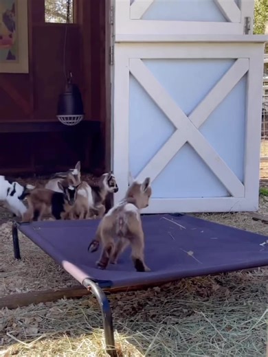 Discover the Cutest Baby Goats in Adorable Moments