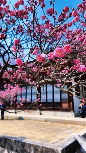 Red Plum Blossoms in Full Bloom 🌸 | Spring is Finally Here