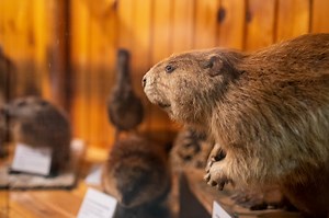 DNR officer hides in swamp to bust men who tore apart beaver dam, shot at beavers
