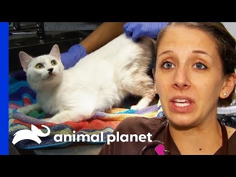 36 Cats And An Elderly Dog Rescued From Hoarding Situation | Animal Cops Houston