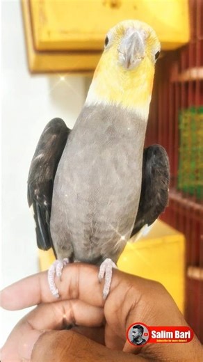what cockatiel birds can actually do #pets #amazing #facts