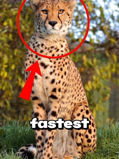 This Might Be the Fastest Animal in the World🤯#facts #animals #wildlife