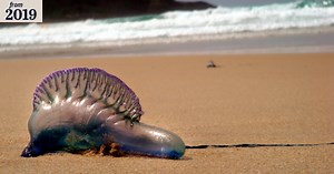 Harpoon-armed aliens wash up in Victoria as bluebottles drift south