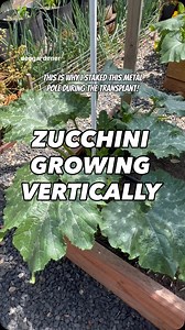 It’s my intention to grow my zucchini vertically and below are the benefits for it. Very significant! Growing zucchini vertically is beneficial because it saves space, improves air circulation to prevent disease like powdery mildew, makes pests and diseases easier to spot and manage, and simplifies harvesting. This method involves training the plant to grow up a stake or trellis, which keeps the fruit off the ground and can lead to more uniform fruit development. #gardening #vegetablegardening #
