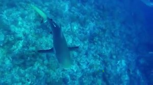 It got scary for a second... | Rumble