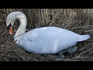 Amazing Close-ups Shows How Mute Swan Lays Eggs | Discover Wildlife | Robert E Fuller
