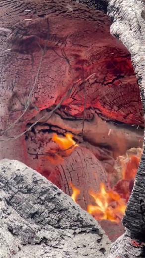 🤔Barb is on fire 🔥 😳 barbed wire grown into tree BURN 🔥 it out!!!!! I ❤️ fires how about you?