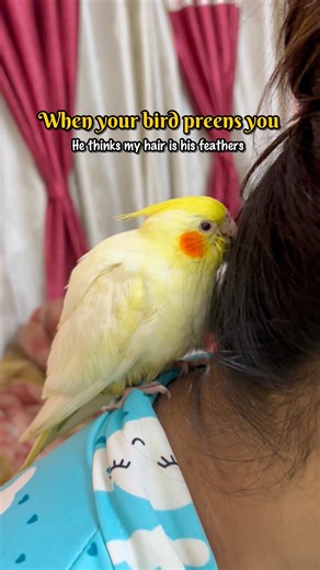 My Cockatiel Preens My Hair 😂💛 | Sweetest Shoulder Moment Ever #birds #cockatiel #cutebirds #pets