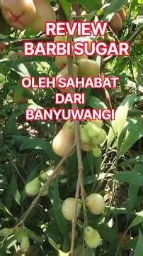 REVIEW BARBI SUGAR DARI SAHABAT.