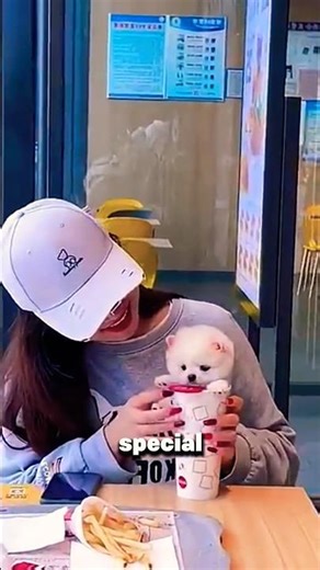 Good stuff#PetCloths#Bichon#cute100# lifeisbutadream#pets