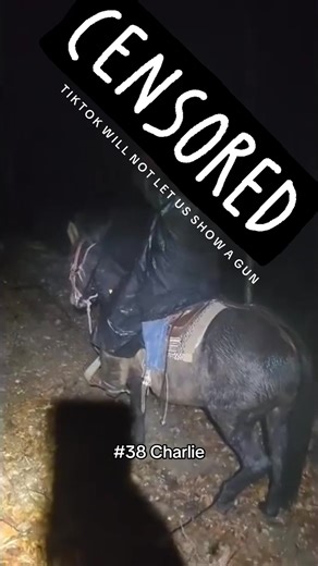 Meet Charlie (catalog 38) Consigned by Mr. Trevor Weber Charlie is a 3 year old, 14.2 hands tall, brownish bay molly mule. She has been coon and squirrel hunted off of. Has been around cattle and hogs. She will go where you point her. Super nice young mule. She will be available at the Milam Mules Select Mule Sale February 27-28, 2026. Friday is the trail challenge at 2pm and Saturday is the sale at 10am. Location is Rockin Chair Ranch 206 St George Ln in Sikeston, Missouri, 63801. An indoor are