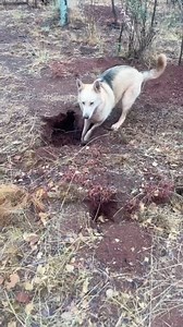 1.9K views · 101 reactions | Did you know wolves are natural diggers? These clever animals dig for a variety of reasons! Sometimes they’re creating dens to raise their pups in a safe, cool spot underground. Other times, they dig simply to cool off on hot days by lying in the fresh, cool earth. And, of course, they may dig to stash food, storing it for later, just like we’d keep a snack for when we’re hungry!  ☀️ #animalconservation #wolfs | Cheetah Experience | Facebook