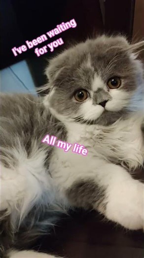 the love in his eyes at the end 🥺❤️❤️ #cats #catreaction #cutecat #funnycats