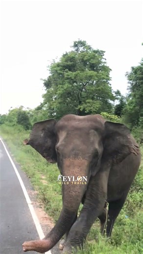Incredible Elephant Charge 🌿🐘🍃❤️#elephant #wildliferescue #savewildlife