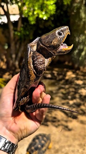 Karim El Turk on Instagram‎: "Meet the Critically Endangered Chinese Big-Headed Turtle (Platysternon megacephalum) These unique turtles can’t fully retract their huge heads, relying on armoured skulls and a powerful bite for defense. Found in clear mountain streams across Asia, they’re sadly threatened by illegal trade (for food & pets) and habitat loss. Let’s protect these ancient marvels! #wildlife #chinesebigheadedturtle #bigheadedturtle #turtle #turtles #turtlesofinstagram #turtleconservatio