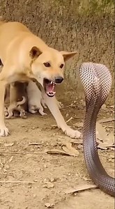 Dog vs Cobra – Extreme Real-Life Battle!