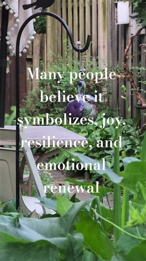 What does a visiting Hummingbird mean