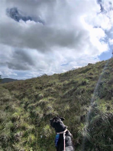 49er Days Gone Wild: Chasing Gold, Dodging Bears & Meeting SASQUATCH! (Hills & Thrills)