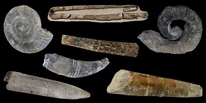 Virtual Collection: Class Cephalopoda