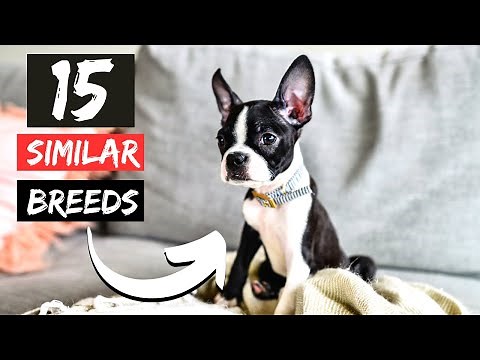 15 Dog Breeds Similar In Size to Boston Terriers!