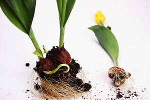 How To Prevent Tulip Bulbs From Rotting? (Causes Fix)