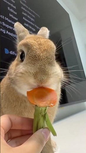 🥕 Cute Bunny Eating a Carrot 🐰 #rabbit #bunny #shorts #bunnyeating #rabbiteating