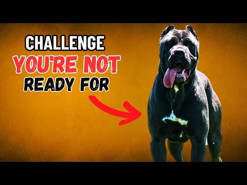 The American Bandogge Challenge: What Makes This Strong Breed a Task for Experienced Owners
