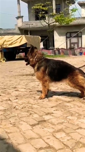 Contact 8810623046 German Shepherd Puppy Booking Open Guard Dog GSD Puppy Vaccinated #dogdaycare