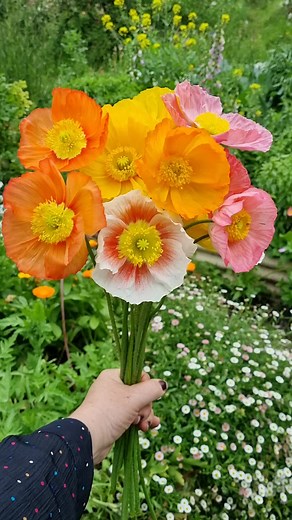 Beautiful Homegrown Icelandic Poppies - A Floral Delight