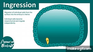 Morphogenetic movements | invagination, involution, ingression, delamination, & epiboly. on Make a GIF