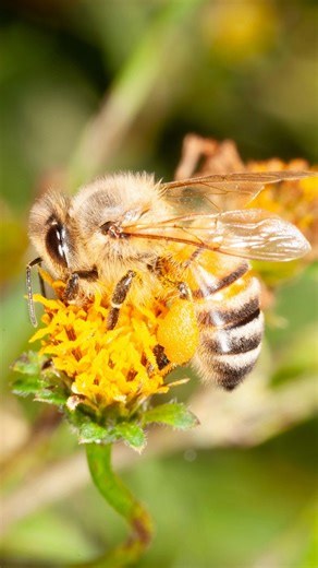 We're buzzing! It’s Australian Pollinator Week!  Think you can tell your Blue-banded Bee from your Honey Bee? Put your bee ID skills to the test and celebrate the tiny heroes keeping Australia blooming  #AustralianPollinatorWeek #BeeChallenge #Pollinators #Bee | Queensland Museum Kurilpa | Facebook