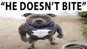 The Pal Memes on Reels