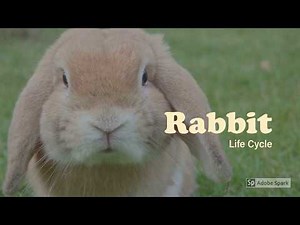 Rabbit Life Cycle