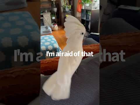 Buster’s reaction to hearing the word hurricane | subtitles | Bo new Buddy