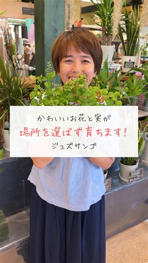 【ジュズサンゴ】手入れが要らず半日陰でもOK！ ⁡ この子はちっちゃなお花と実を たくさんつけてくれます😊 ⁡ 日陰や半日陰など 場所を選ばなくてもかわいく育ってくれます！ ⁡ お水やりをしっかりしておけば 他の手間はほぼありません！ ⁡ 地上部が枯れても、根が生きていれば また春に元気な姿を見せてくれますので このかわいいお花と実をぜひ楽しんでみてください😆 ⁡ 【撮影場所】 フローラコスモス太宰府店 〒818-0125 福岡県太宰府市五条２丁目２２−７ レガネット太宰府 1F ⁡ このアカウントは 福岡市に4店舗・太宰府市・大野城市・福津市に1店舗 計7店舗を運営している 『フローラコスモス』というお花屋さんです😊 ⁡ お花屋さんならではのお花の楽しみ方情報が盛りだくさん！ 一緒に【花のある暮らし】を楽しみ、癒されましょう🎶 ⁡ #花 #フローラコスモス #ジュズサンゴ