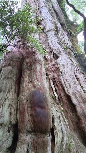 紀元杉