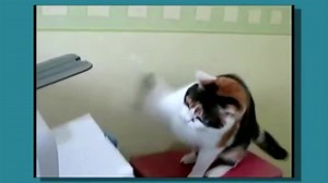 Cute Things Exploding - Printer Cat EXPLODING!!! - Coub