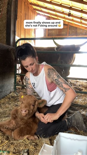 39K views · 51 reactions | cowboy shit #ysebaertacres #scottishhighlandcattle Scottish highland cattle | cattle ranch | highland calf | baby cow | cowboy | ranch life | Laurel Ysebaert | Facebook