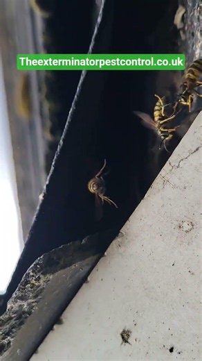 #waspnestremoval #exterminator #insecticida #pest #wasp Theexterminatorpestcontrol.co.uk