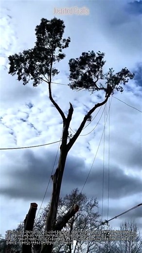 로프 시스템을 이용한 제한 구역 내 수목 안전 벌목 기술 | Safe Tree Felling Technique with Rope Systems in Confined Areas