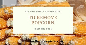 Removing Popcorn Kernels from the Cobs - Our Stoney Acres