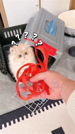 The cat used to damage things in the house every day #ytshorts #pets #shorts