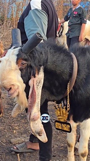 Shera Dakait😍 #bakraeid #bakraeid2026 #bakraeidspecial #bakra #goats #trending #biggoats #shorts